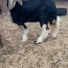 رخل نجديه نجد نجدي