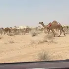 لبيع ذود الآ توصل إلى الصامل