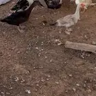 بط مسكوفي