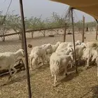 ضان