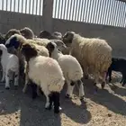 مراح نعيم مطافيل للبيع