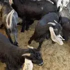 تيوس بريه فاخره مخاصي