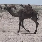 قعود دبياني طيب اطيب من التصوير عمره 5 شهور