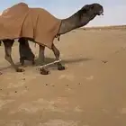 للبيع البعير الكفو المنتج انتاج قوي