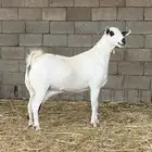 عنز ببوريه للبيع فاخره وجرم ومد وعظم ماشالله