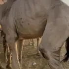 قعدان للبيع