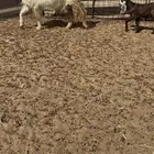 عنز خلفه متاوم