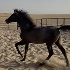 مهره شعبيه البيع سمح وعجل