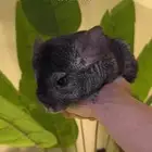 شانشيلا رمادي غامق