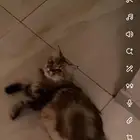 قطه شيرازيه مفقوده بحي العتبان الي يلقاها له مكافأه