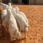 بهم حري