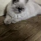 قطو للبيع