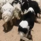 غنم