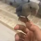 طير روز اليف