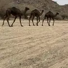 ثلاث بكار وقعود للبيع