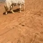 عرض بيع طلي خصممم