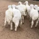 للبيع بهم حري