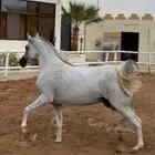 فرس شعبية كفو