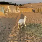 رخل حريه صنف