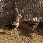 فروخ شامو ياباني