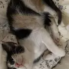 قطه ضايعه