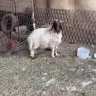 طلي نعيمي للبيع