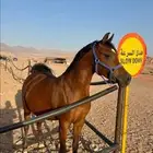 فرس واهو فاخرة