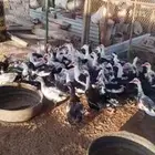 بط بح نظيف للبيع (بريدة)