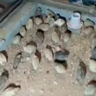 لبيع سمان