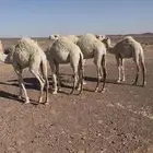 قعدان فاخره على الحليب