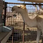 قعود
