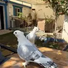 ستنايت ازرق