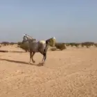 خيل