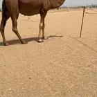 ناقة ساحليةلقحة للبيع
