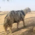 خروف نجدي رباع فحل مشروط