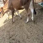 بقر للبيع