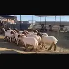 جذعات نعيم فاخره العدد 14