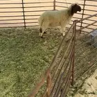 خروف للبيع