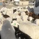 نجدي حري سواكني
