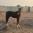 مهر العمر سنة واحدة