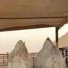 حاشي قعود حشو قعدان مفرود مفاريد بكره بكار