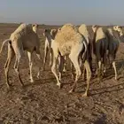 حشو فاخره للبيع