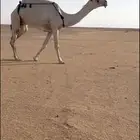 للبيع ناقه وضحى باتليه