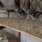 ريحاني