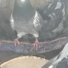 للبيع حمام باكستاني