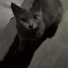 قطط