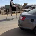 رحول حمرا عمانيه