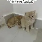 قطط لبيع طريف
