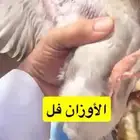 حمام فرنسي لاحم سلفر