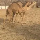 قعدان لبانيه على الحليب من مراحي